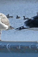 Branta canadensis