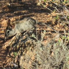 Elephantulus rupestris