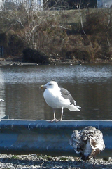 Larus marinus