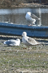 Larus marinus