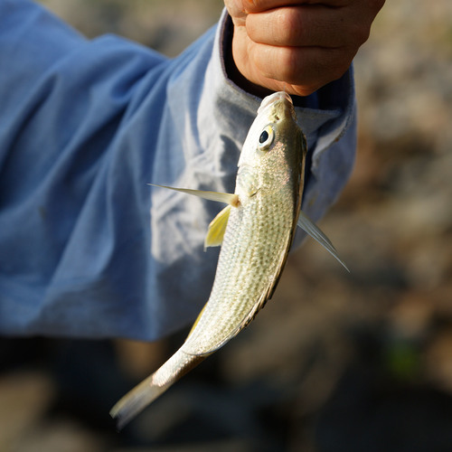 Pomadasys argenteus