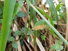 Epobeidia tigrata tigrata