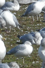 Larus delawarensis