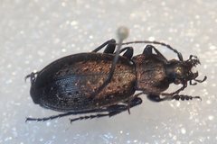 Carabus fairmairei
