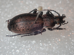 Carabus fairmairei