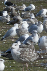 Larus marinus