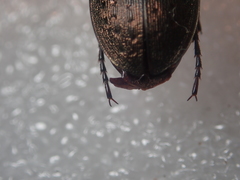 Carabus fairmairei