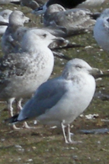 Larus argentatus