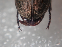 Carabus fairmairei