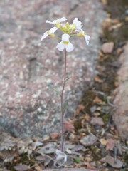 Arabidopsis suecica