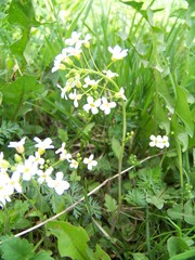 Arabidopsis halleri