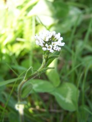 Arabis ciliata