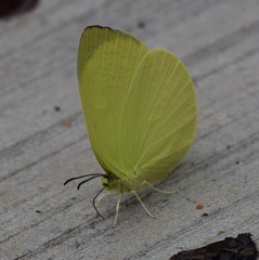 Gandaca harina distanti