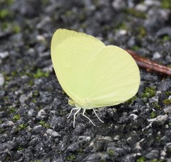 Gandaca harina distanti