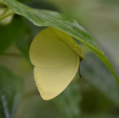 Gandaca harina distanti