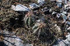 Thelocactus bicolor bicolor