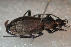 Carabus fairmairei
