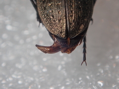 Carabus fairmairei