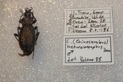 Carabus fairmairei