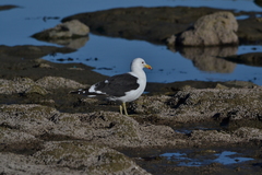 Larus dominicanus