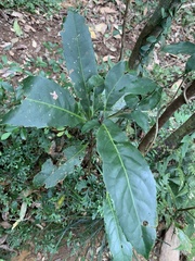 Helicia rengetiensis