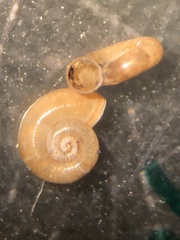 Valvata cristata