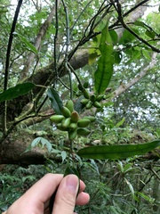 Aucuba chinensis