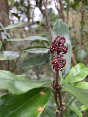 Aucuba chinensis