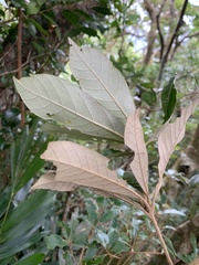 Quercus championii