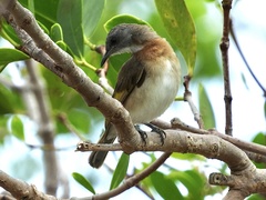 Conopophila albogularis