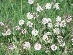 Noccaea caerulescens