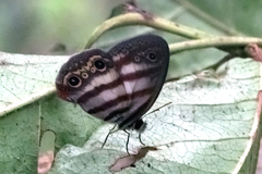 Euptychia