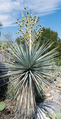 Yucca rigida