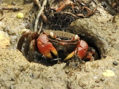 Neosarmatium australiense