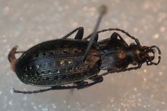Carabus fairmairei