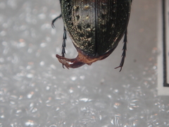 Carabus fairmairei