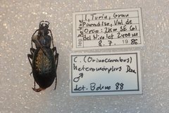 Carabus fairmairei