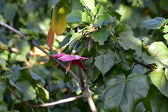 Thespesia grandiflora