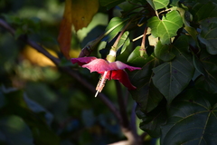 Thespesia grandiflora