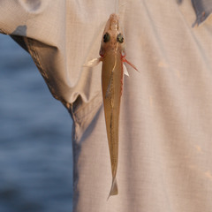 Sillago sihama