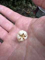 Aegiphila bogotensis