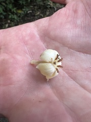 Aegiphila bogotensis