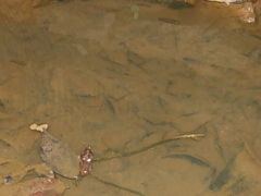 Aplocheilus