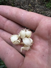 Aegiphila bogotensis