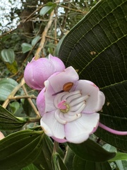Axinaea macrophylla