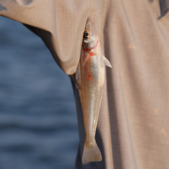 Sillago sihama