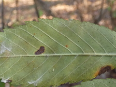 Ulmus alata image