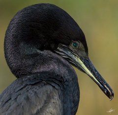 Phalacrocorax nigrogularis