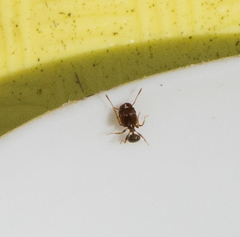 Pheidole californica