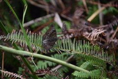 Euthalia monina monina